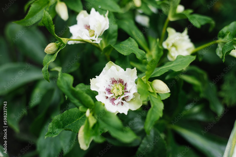Beautiful white pink flower of Hellebore Oriental Double Ellen White Spotted Beautiful white pink flower of Hellebore Oriental Double Ellen White Spotted