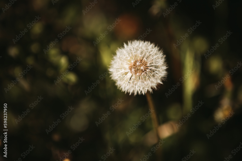 Closeup of a dandelion blowball in front of a dark background