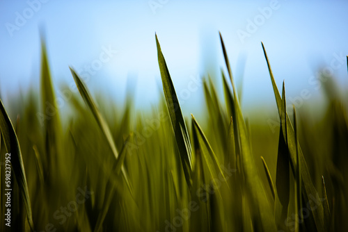 Close-up grass with shallow depth of field
