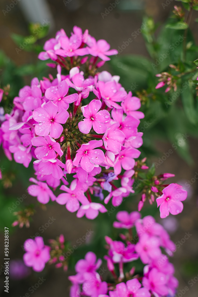 Pink flowers of paniculata phlox in the garden in summer Pink flowers of paniculata phlox in the garden in summer