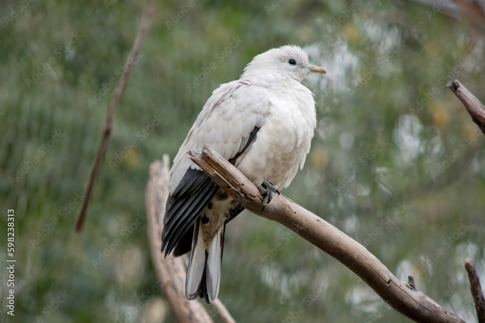 Obraz premium the pied Torresian Imperial Pigeon is perched on a tree branch