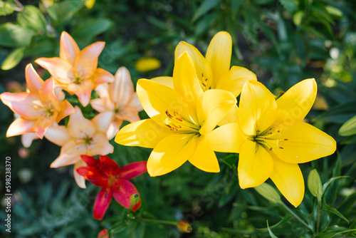 Multicolored Asian lilies bloom in the garden in summer