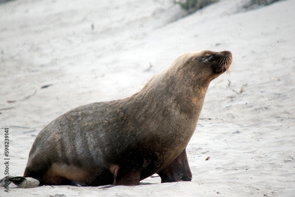 Fototapeta premium the sea lion is walking along the beach at seal bay