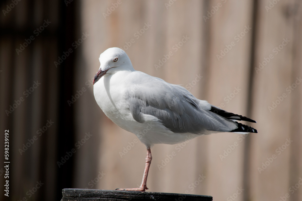 the seagull is standing on one leg the seagull is standing on one leg