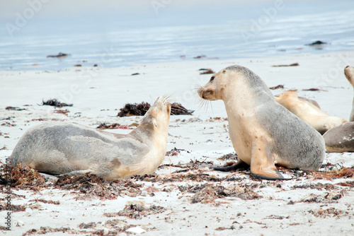 the two sea lions are on the beach at Seal Bay