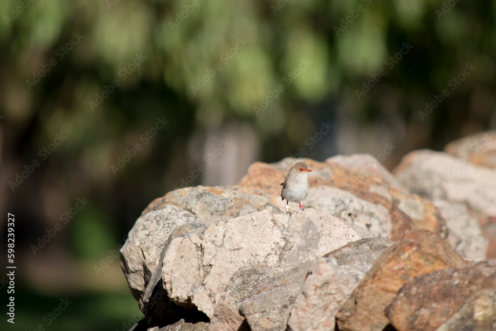the female superb wren is resting on a rock the female superb wren is resting on a rock