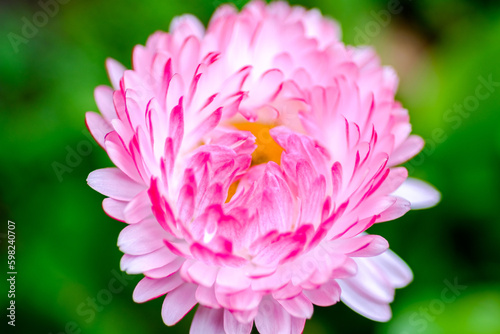 Gently, pink daisy flower. Close-up. Light defocus.