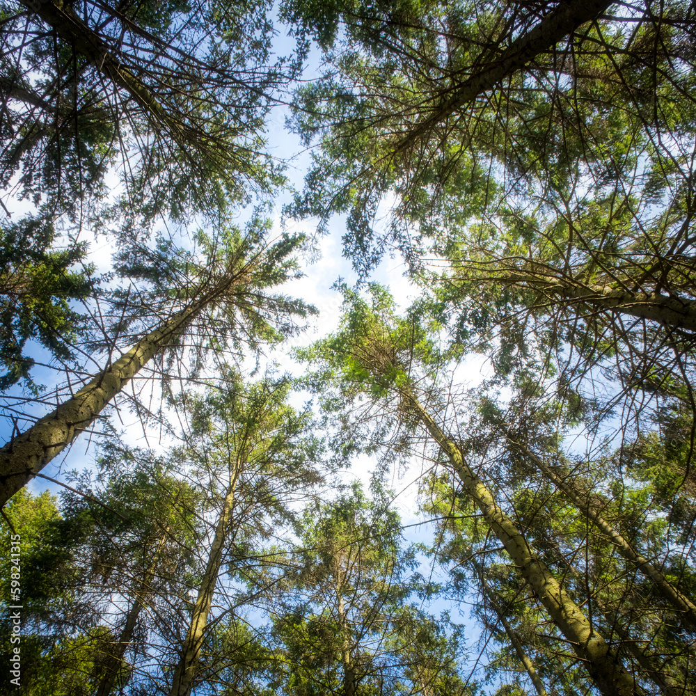 Canopy of trees creating symmery in local firest during sunny spring day in Sweden Canopy of trees creating symmery in local firest during sunny spring day in Sweden