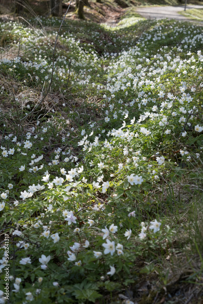 beautiful white spring flowers creating a mat in local woodland gothenburg sweden beautiful white spring flowers creating a mat in local woodland gothenburg sweden
