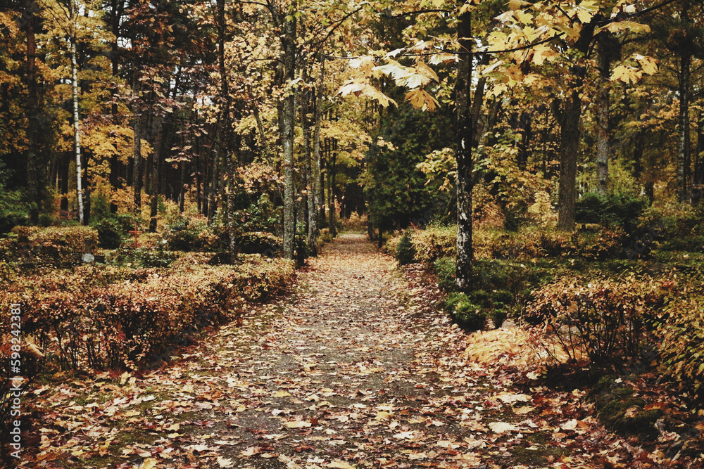 Park road in autumn