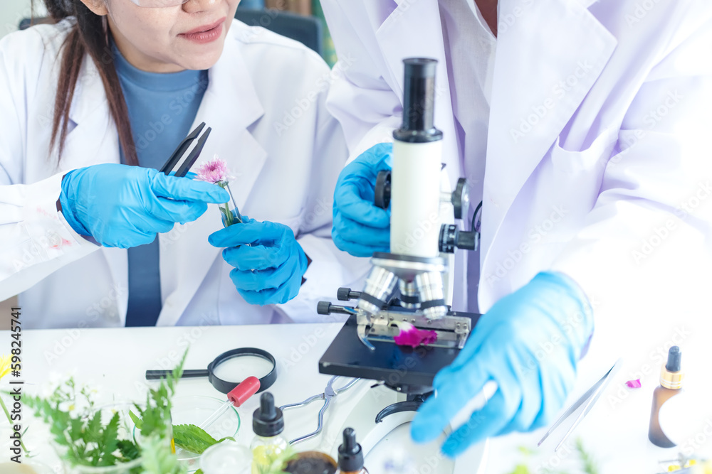 Fototapeta premium Close up hands Science lab woman research for Marijuana Natural alternative herb oil cannabis leaves placed alternative medicine and drug. alternative medicine, pharmaceutical
