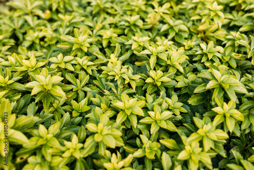 Japanese pachysandra or Pachysandra terminalis. Beautiful nature Green plant background.