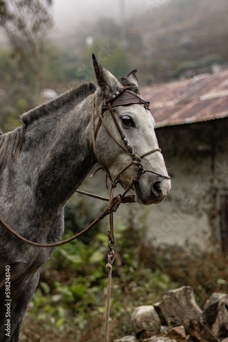portrait of a horse in a field © Giulio