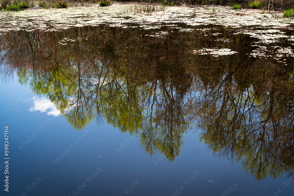 Upland Swamp at at Mammoth Cave National Park