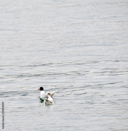 swallow tailed gull in the gulf of la spezia photo