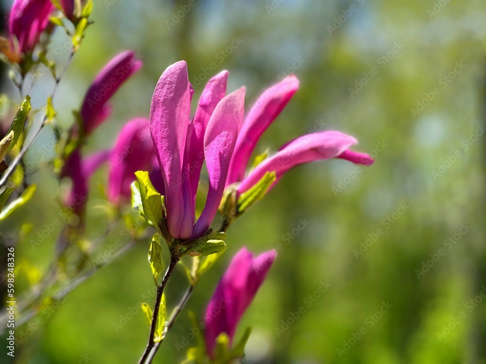 Magnolia flowers pink purple bloom in spring garden. Magnolia flowers pink purple bloom in spring garden.
