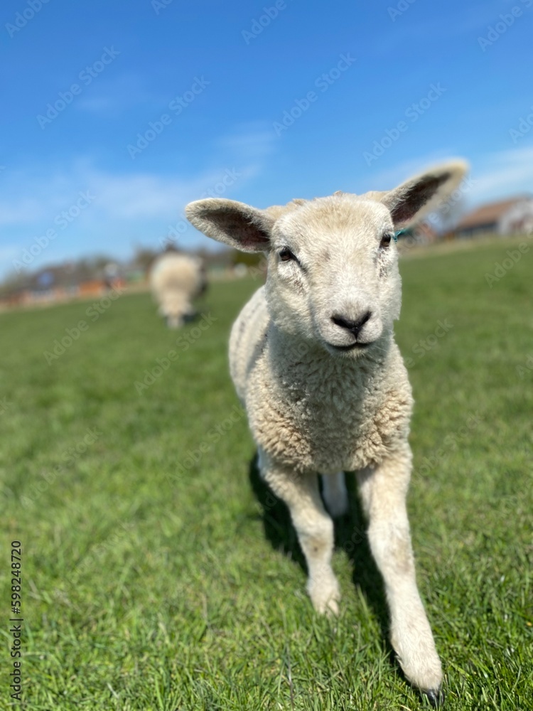 Close-up of a white lamb on a green meadow at blue sky