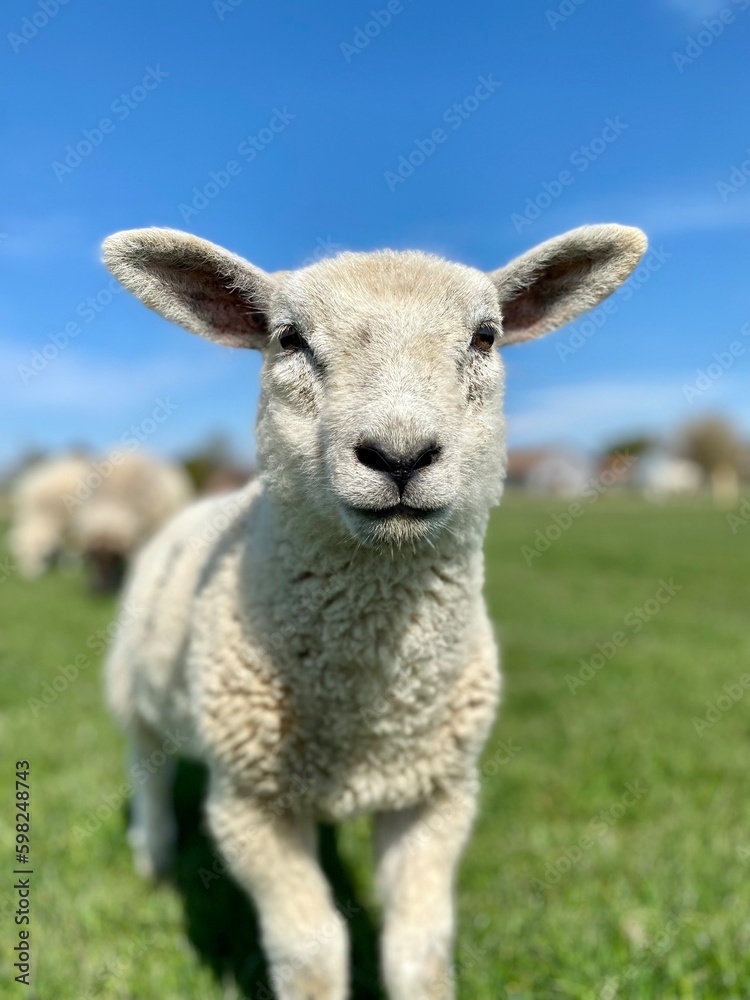 Close-up of a white lamb on a green meadow at blue sky