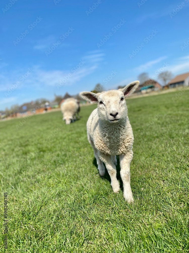 Fototapeta premium Close-up of a white lamb on a green meadow at blue sky