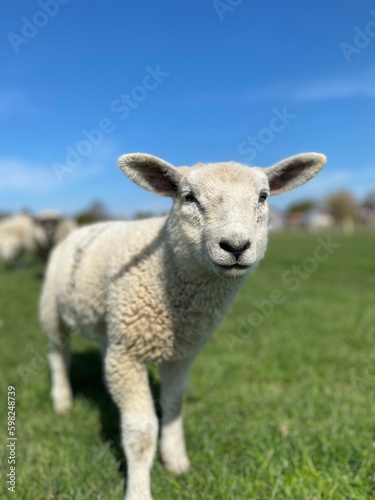 Close-up of a white lamb on a green meadow at blue sky