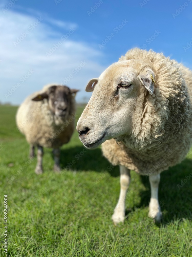 Fototapeta premium Two sheep on a green meadow in good weather
