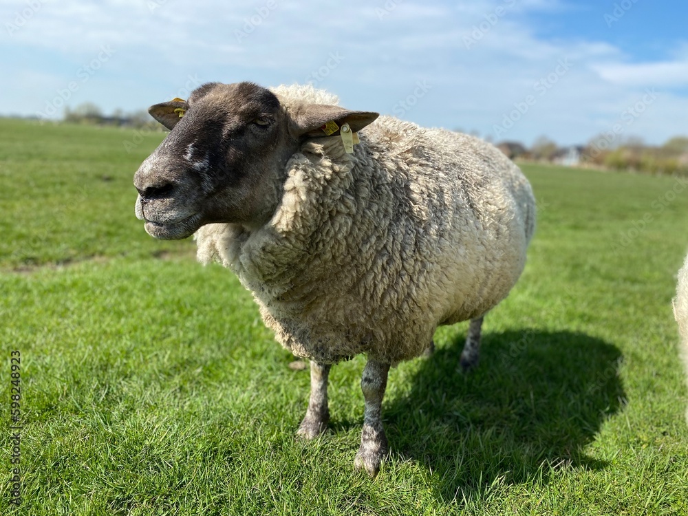 Sheep on a green meadow in good weather Sheep on a green meadow in good weather