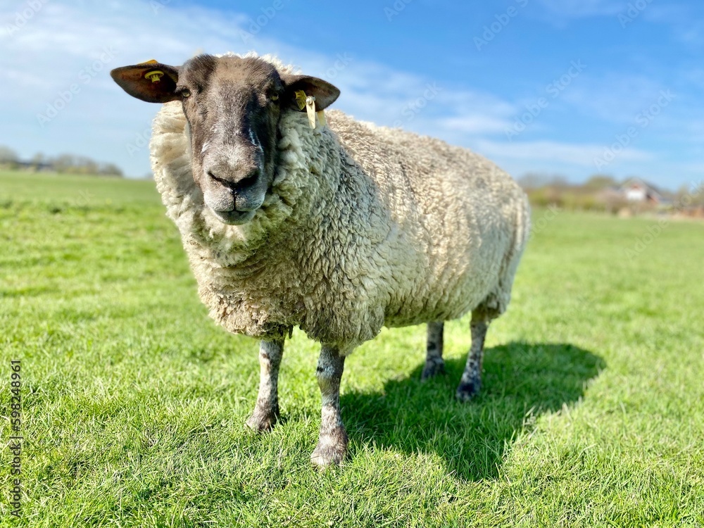 Fototapeta premium Sheep on a green meadow in good weather
