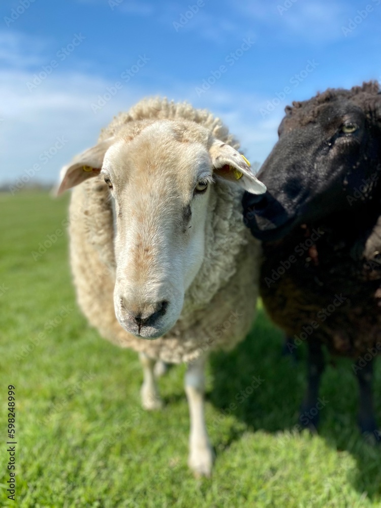 Fototapeta premium Sheep on a green meadow in good weather