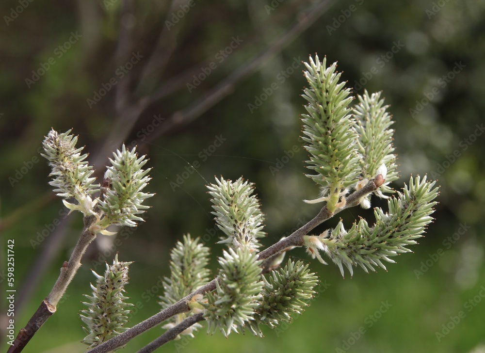 blooming salix caprea tree with catkins close up at spring