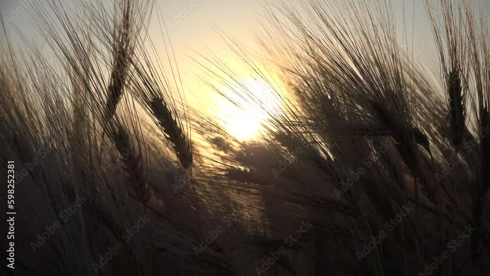 Wheat in Agriculture Field, Ear in Sunset, Agricultural View Grains, Cereals Crop in Sunrise, Agrarian Industry Wheat in Agriculture Field, Ear in Sunset, Agricultural View Grains, Cereals Crop in Sunrise, Agrarian Industry
