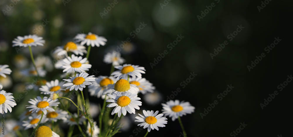 Chamomile flowers in sunlight close-up. Field daisies as flowers background with copy space.