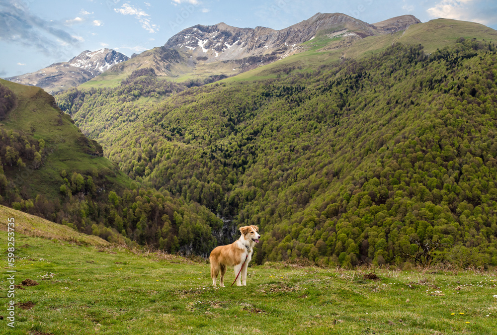 portrait of a sand colored Border Collie puppies in a beautiful mountain landscape