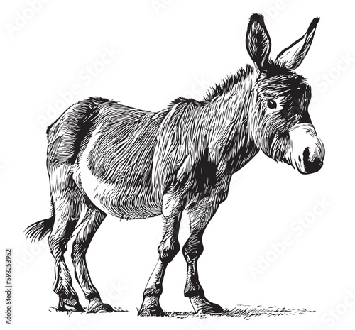 Donkey cute hand drawn sketch illustration Domestic animals