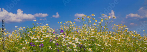 Panorama of field daisies and wild herbs in sunlight against the sky. Flowering chamomile and wildflowers for wide flowers background.