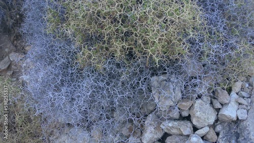 Mediterranean seascape, only drought-resistant plants grow in the cracks of coastal volcanic rocks (Sarcopoterium spinosum). photo