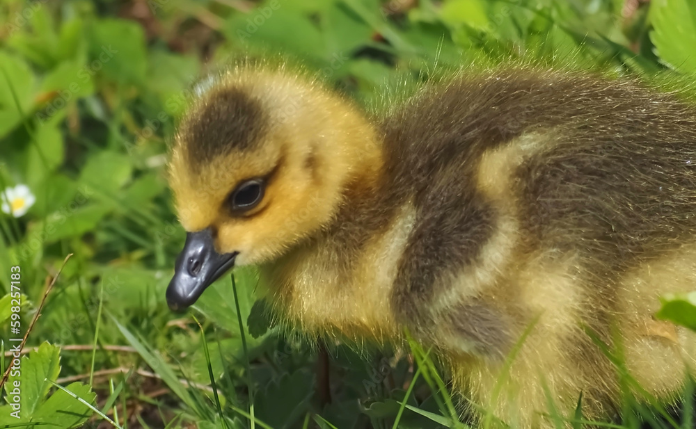 Cute newborn chick of a Canada goose on a meadow