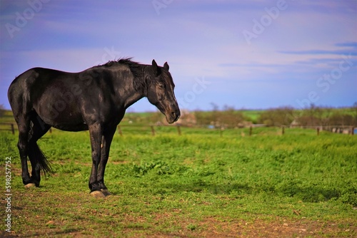 Portrait of a black horse in spring field