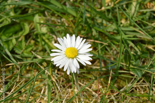 Daisy in the grass