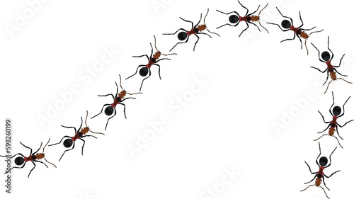 Foto A line of worker ants marching in search of food