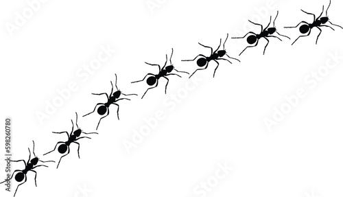 Foto A line of worker ants marching in search of food