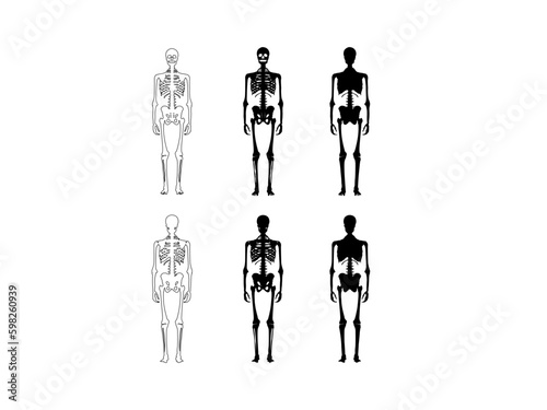Set of Skeleton silhouette Human bones hands, legs, chests, heads, Thighs front back side view. Set of black silhouettes of human bones on white background. Human bones skeleton silhouette vector. 