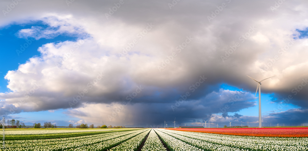 Fototapeta premium A field of tulips during storm. A wind generator in a field in the Netherlands. Green energy production. Landscape with flowers during sunset. Clouds as a background. Flevoland, Netherlands.