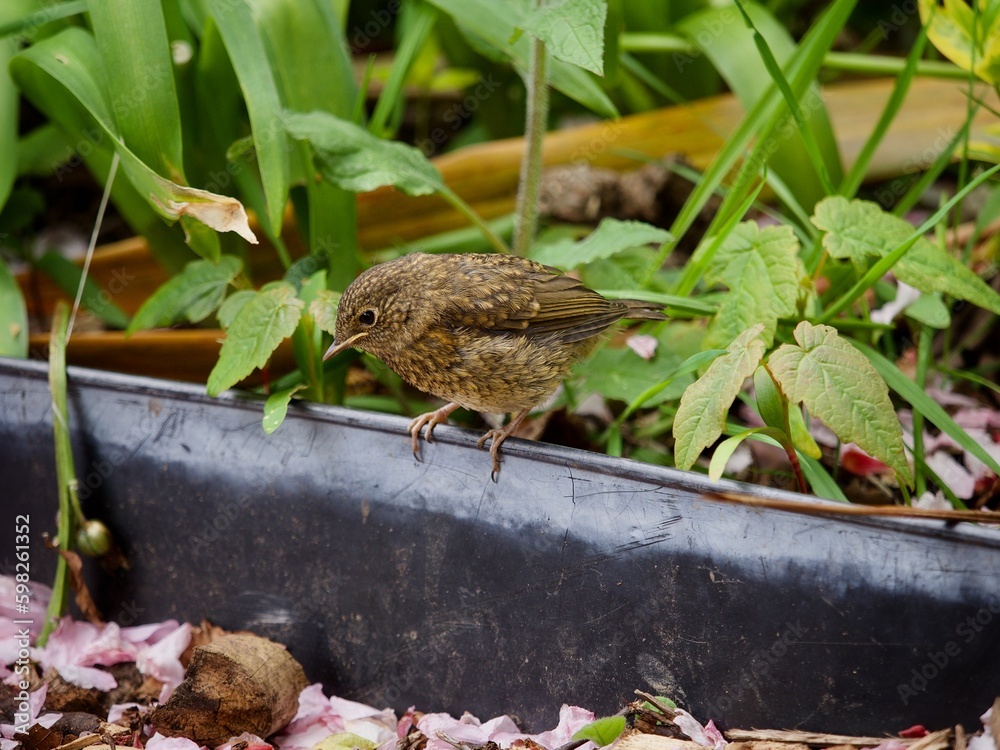 Fototapeta premium Young Baby Robin in Spring 