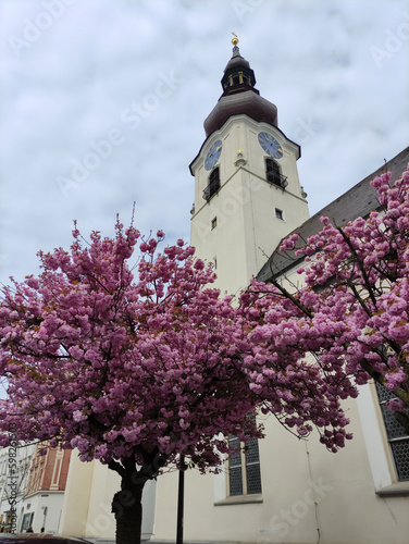 A white clock tower and crerry pink blossom. Historical building. Blooming tree. Wels, Austria. Spring gloomy day. April weather. photo