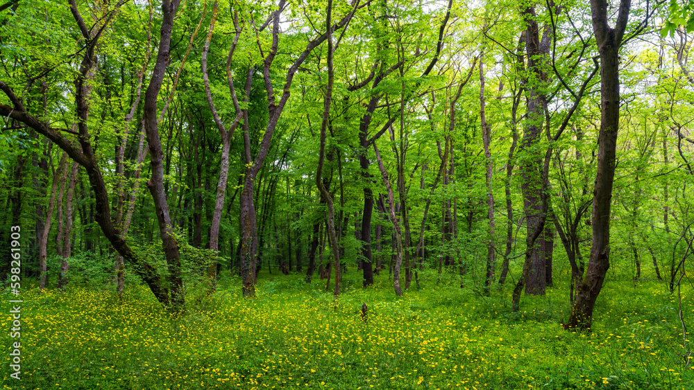 Obraz premium Bright green spring forest landscape