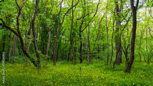 Bright green spring forest landscape
