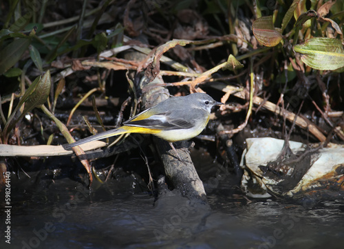 A migratory gray wagtail (Motacilla cinerea) is photographed in its natural habitat on the bank of a small stream hunting for insects in the water. Detailed close-up photo