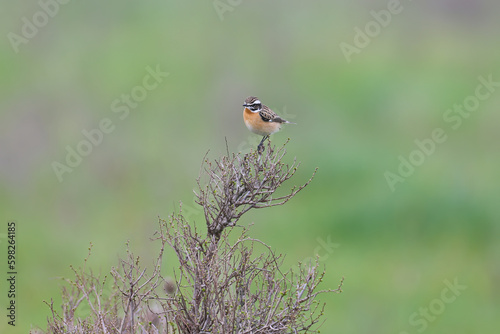 Close-up photo of whinchat (Saxicola rubetra) sitting on bushes and tree against blurred background. The defining features of the bird are clearly visible