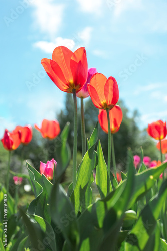 Bright red tulips field on blue sky background. Close up bottom view Sunny day.