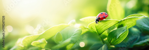 Wide format background image of fresh green leaves and ladybug lit by rays of sun in nature with space for text. Generative AI.